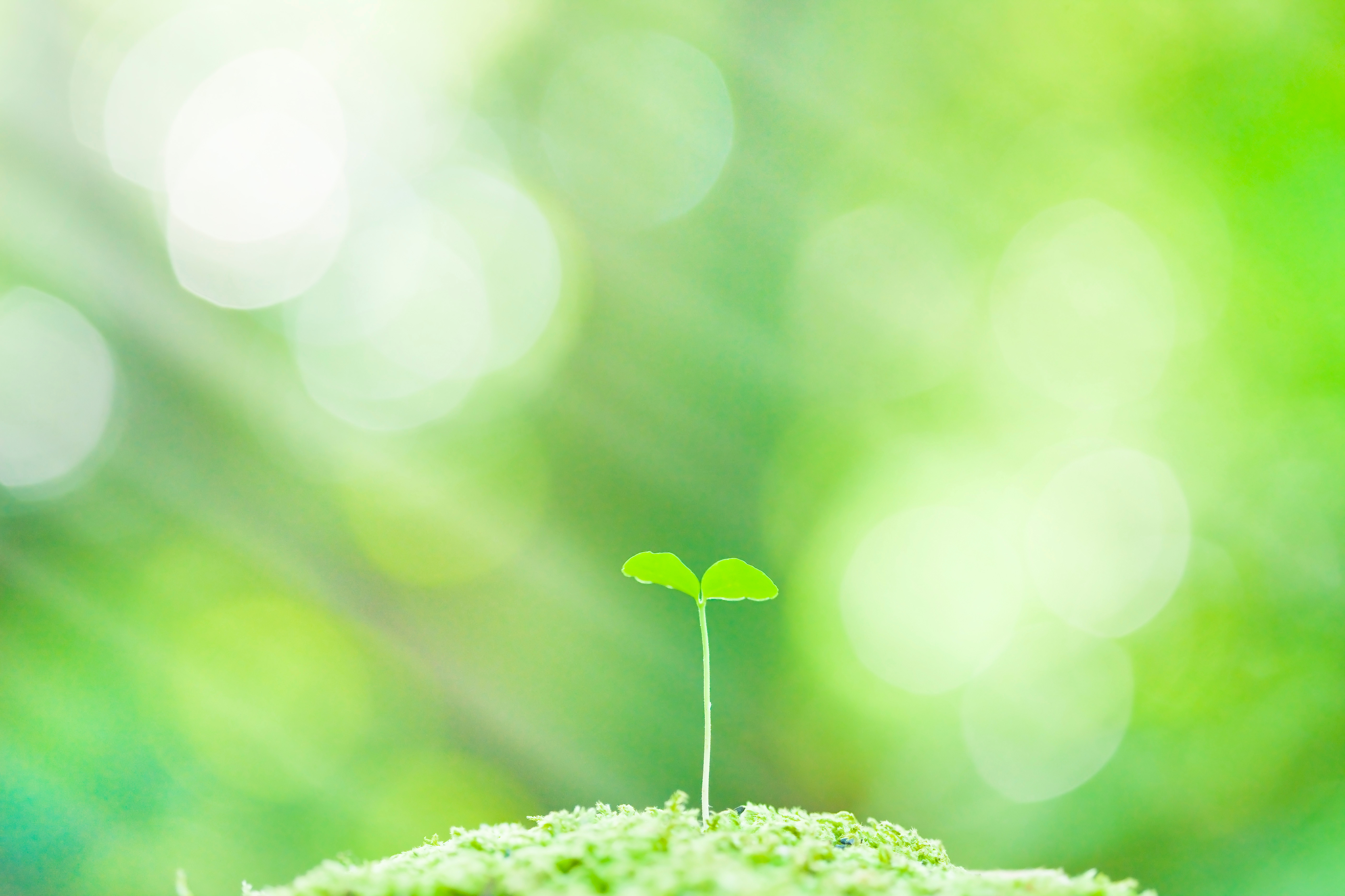 代表取締役の写真